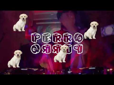 Aleroj b2b Didacta DJ Set /// Perro Perro /// La CÖNFÎRMÅCIØN
