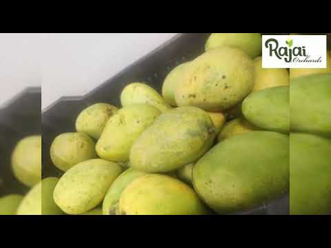 Raw mango