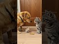 A dog, a cat, and a hamster who gets the last treat?