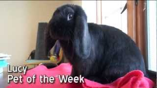preview picture of video 'Pet of the Week: Lucy [Mini Lop rabbit]'