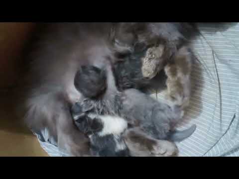 newborn persian kitten fight