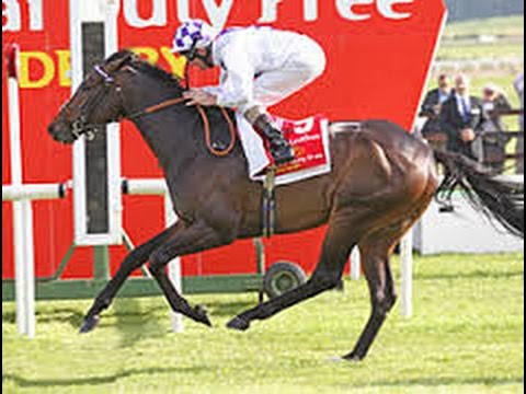 Irish Derby winner Trading Leather dies - Suffers fracture running in Japan Cup 2014 Horse Racing