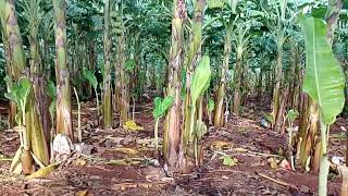 Mô hình vườn chuối cực đẹp là đây