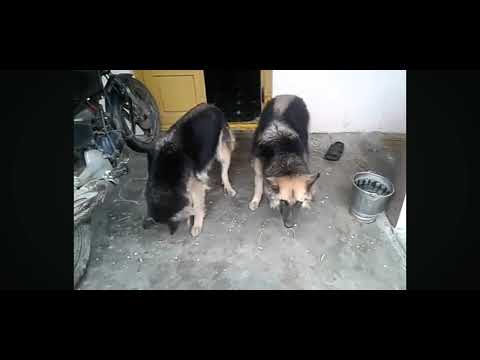 german shepherd dogs eating gras