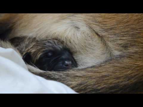 Psí superhrdinové chrání ohrožené druhy