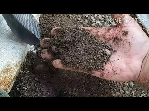 تكاثر دودة الفيرمي كمبوست بارضية المزرعه