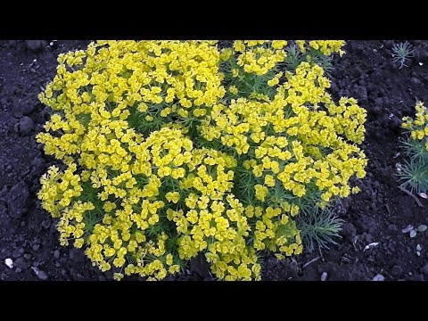 Молочай кипарисовый Euphorbia cyparissias  Обзор и краткое описание характеристик