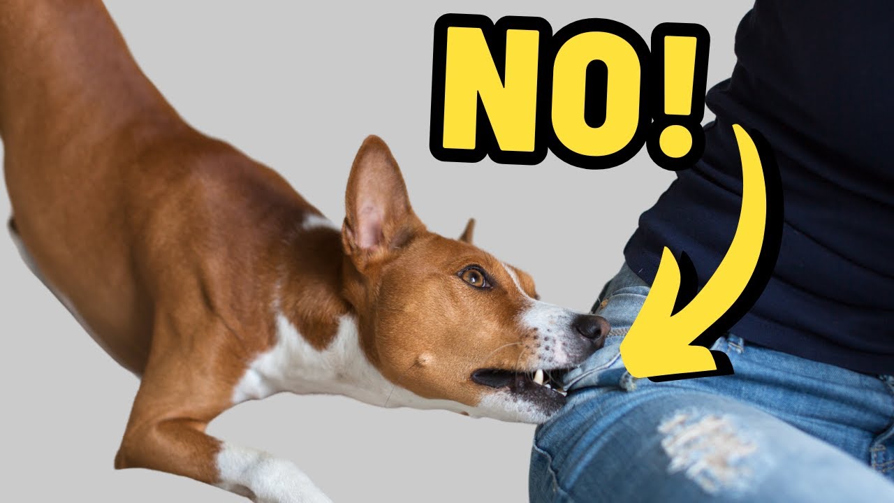 How to Say "No" To Your Dog (In a Way They Actually Understand)