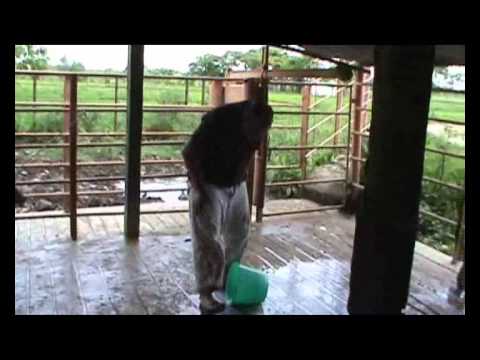 Tigrito de Mata Negra ME LA QUITO UN LECHERO