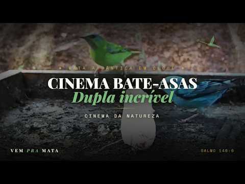 Pássaro no comedouro em close — Cinema Bate-Asas, Mata Atlântica, Santa Teresa ES