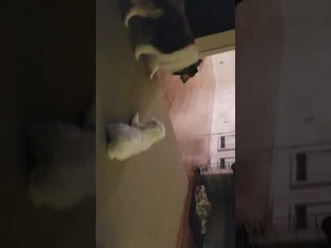 Sheltie teasing Maltese