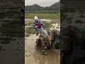 Lucu Ultramen Bajak Sawah Pakai Traktor Short Shorts Shorts