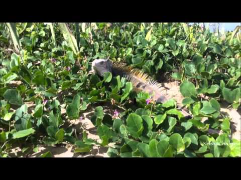 Iguana walking and eating at the beach