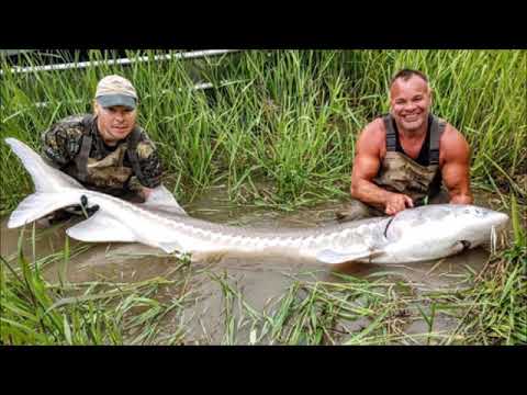 Freshwater sport fishing in Montreal, Quebec and Ontario.: Fraser River  white sturgeon fishing