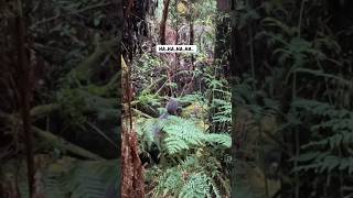Download lagu Superb Lyrebird Mimicking Human Laugh in the Wild #animals  #australia #shorts #lyrebird #nature mp3 Download lagu Superb Lyrebird Mimicking Human Laugh in the Wild #animals  #australia #shorts #lyrebird #nature mp3