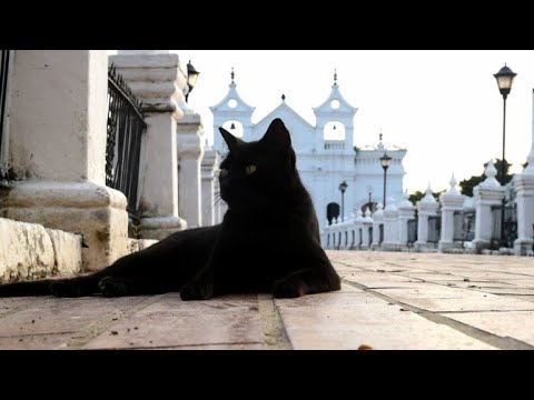 Pact with the devil? Cats guard tombs in Colombian cemetery