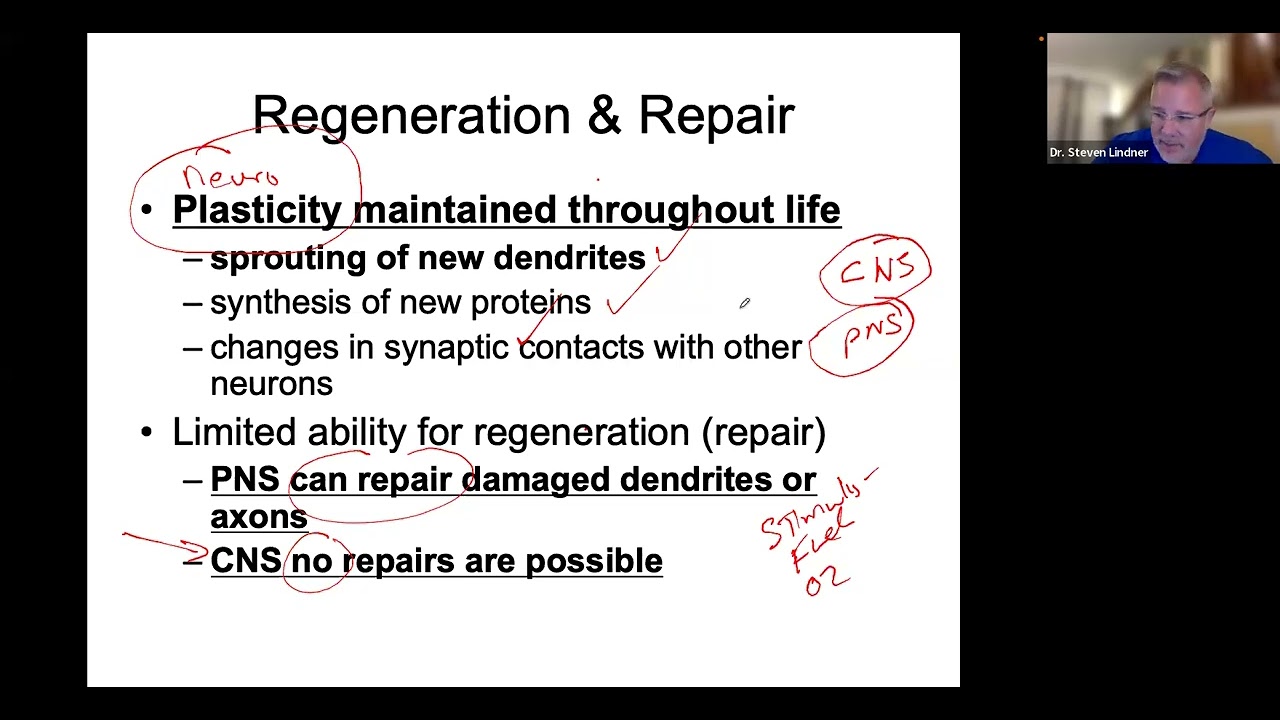 Neuroplasticity, MS, Epilepsy