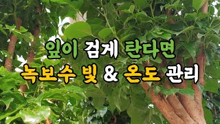 잎이 검게 탄다면 녹보수 빛, 온도 관리가 필요합니다~^^ #엉클플랜트 #식물키우기 #녹보수키우기