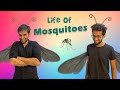 Life of Mosquitoes | Funcho