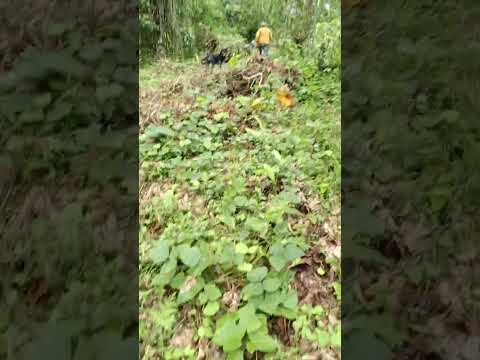 Así es mi día andando en el campo en Pedro Vicente Maldonado, Pichincha.