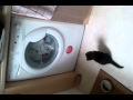 Cat Meets Washing Machine