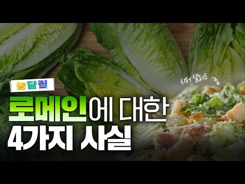 로메인, 당신이 몰랐던 4가지 사실|농담짚