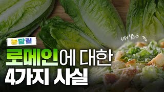로메인, 당신이 몰랐던 4가지 사실|농담짚