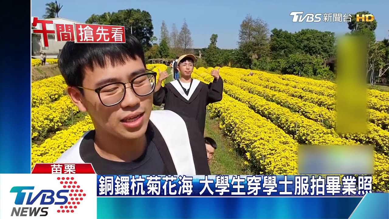 銅鑼杭菊花海　大學生穿學士服拍畢業照