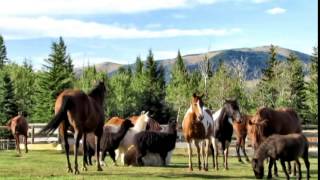 Heaven&#39;s Gate Animal Rescue /Alberta