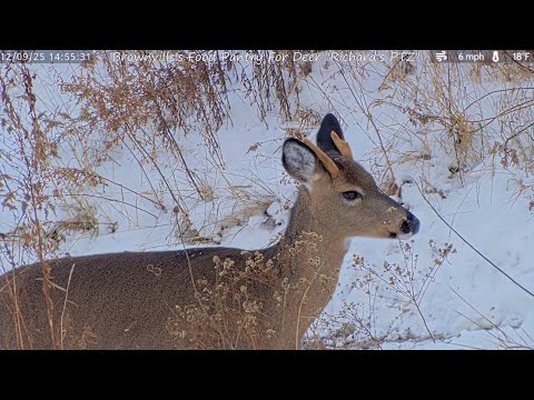 “Mystic” The Antlered Doe