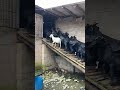 Staircase Should Be Added Simple Banisters Avoiding Goats Especially The Pregnant Ones Falling