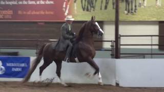 WI. Futurity-2016 Championship