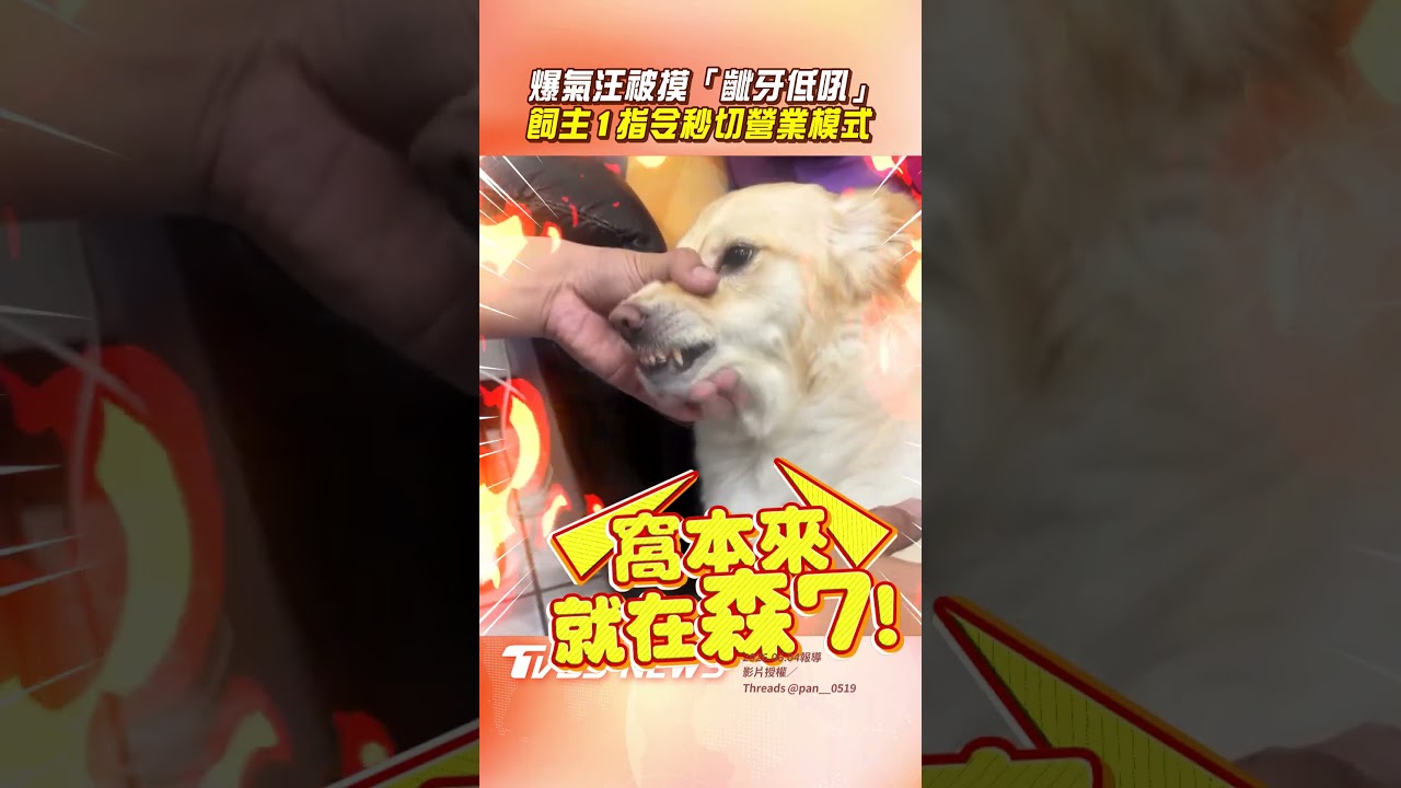 影音／爆氣汪被摸齜牙低吼　飼主突下1指令網笑：當代牛馬現狀