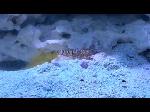 Goby and Pistol Shrimp Building a New Home