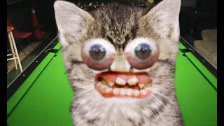 Angry Kitten sings Outtathaway by The Vines