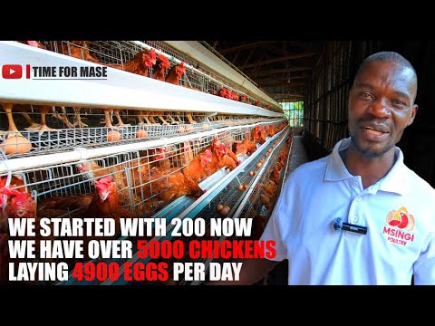 Farming Over 5,000 Caged Chickens Organically (Uganda)