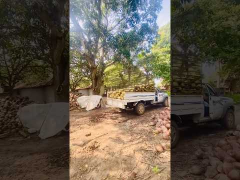 ටිපර් එකක් නැති උනාම කොල්ලො 😁💪#driving#shortsfeed#youtube