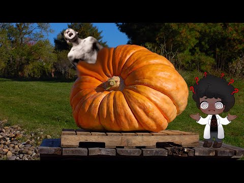 Is your Pumpkin Pregnant? - SCP 2531