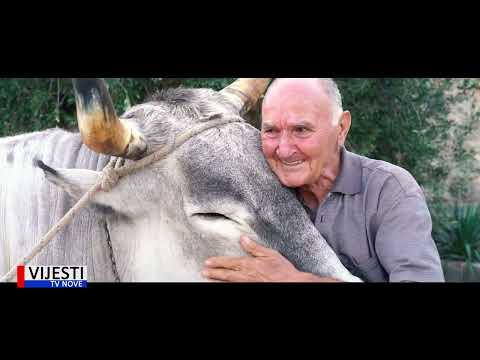 Vijesti TVN - Evergreen Boškarin 22.11.2022.