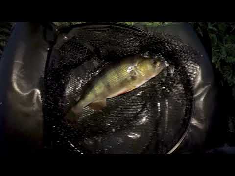 NEW PB PERCH - July 2021