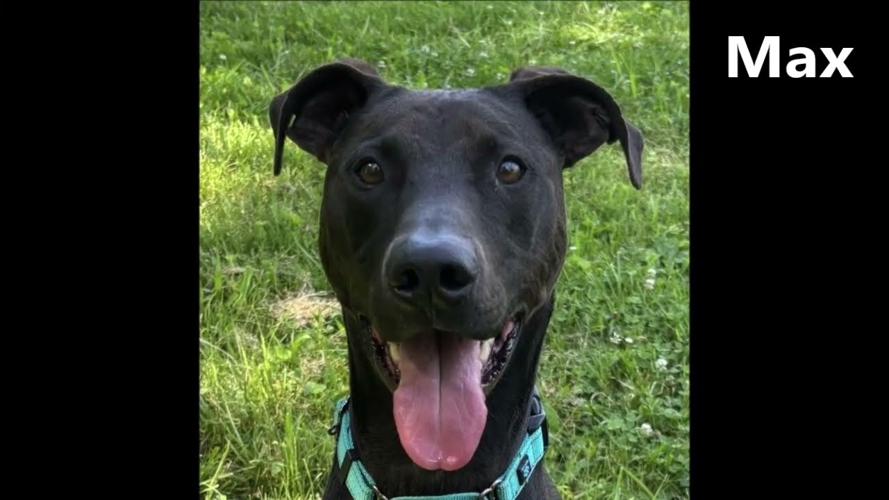 Enlarge Max, a Adoptable mixed breed in Nashville, IN video 2/6