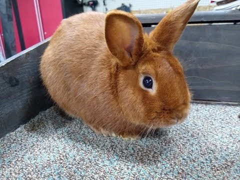 Thrianta Rabbits - The Fire of the Fancy