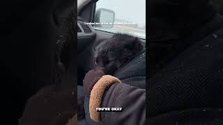 Download lagu I Dragged A Black Dog Out Of A Frozen Lake ❄️ mp3