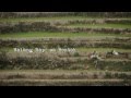 Walang Rape Sa Bontok (Official Trailer)
