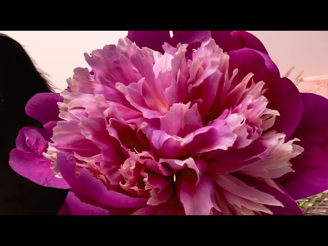 30ML Jean Paul Gaultier La Belle Eau de Parfum Spray  6 of 6 