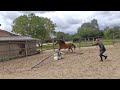 Nacre d'Arquetan - femelle NF 3 ans locomotion, énergie