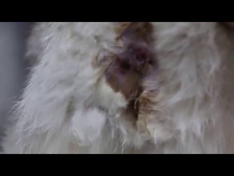 A 12-year-old cat has pus coming out from the left lower backside Pt 1