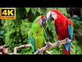 Our Planet | Macaw Parrots 4K - Relaxing Music With Colorful Birds In The Rainforest
