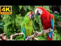 Our Planet Macaw Parrots 4K Relaxing Music With Colorful Birds In The Rainforest