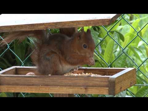Plumes et poils de nos régions